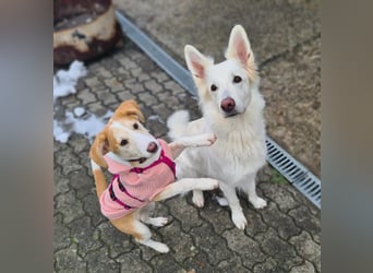 Lillifee - die Kämpferin