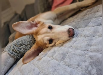 Lillifee - die Kämpferin