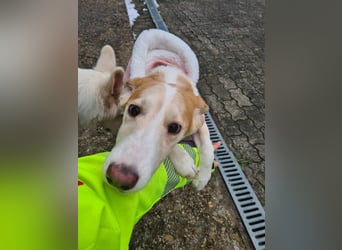 Lillifee - die Kämpferin