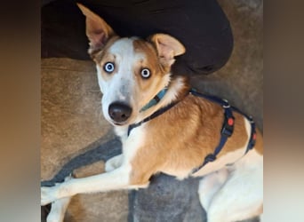 Khany - ist anhänglich&verschmust