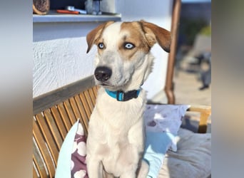 Khany - braucht Geduld&positive Bestärkung