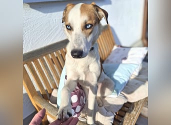 Khany - braucht Geduld&positive Bestärkung