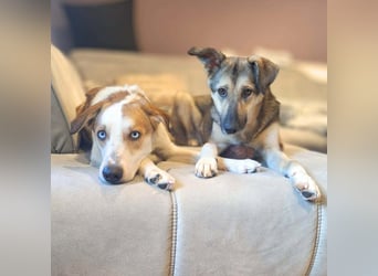 Khany - ist anhänglich&verschmust