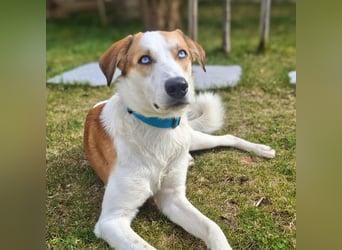 Khany - braucht Geduld&positive Bestärkung