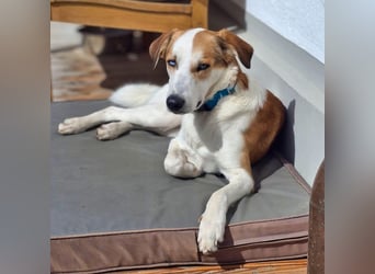 Khany - braucht Geduld&positive Bestärkung