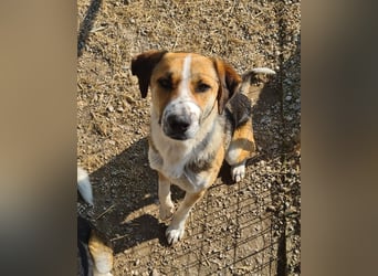 Thor - Traumhund sucht Familie