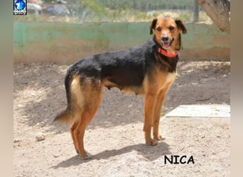 ❤️ NICA ❤️