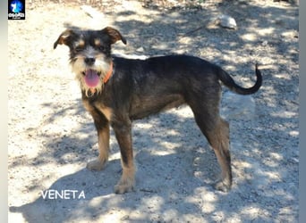 ❤️VENETA❤️