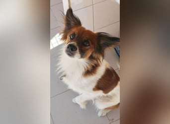 ❤️ PAQUITO ❤️