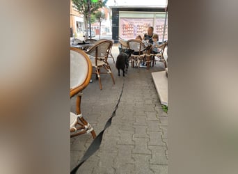 Paula wartet in 64720 Michelstadt