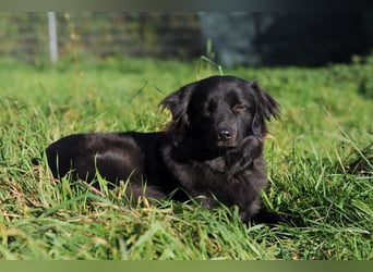 Paula wartet in 64720 Michelstadt