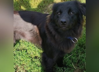 Paula wartet in 64720 Michelstadt