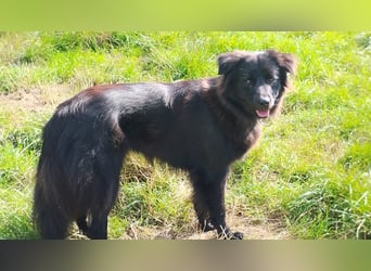 Paula wartet in 64720 Michelstadt