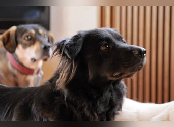 Paula wartet in 64720 Michelstadt