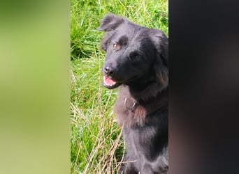 Paula wartet in 64720 Michelstadt