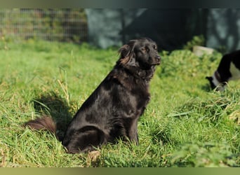 Paula wartet in 64720 Michelstadt