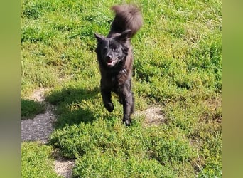 Paula wartet in 64720 Michelstadt