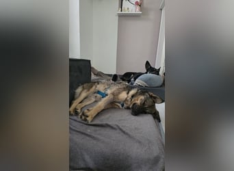 Timon - offen,herzlich&immer dabei
