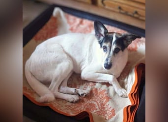 Stella - lieb&verschmust