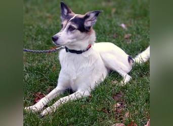 Stella - lieb&verschmust