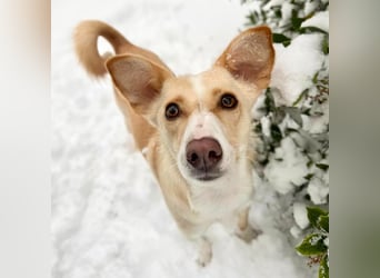 Monty - sucht Nähe bei vertrauten Menschen