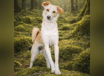 Monty - sucht Nähe bei vertrauten Menschen