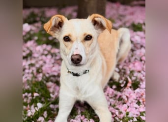 Monty - sucht Nähe bei vertrauten Menschen