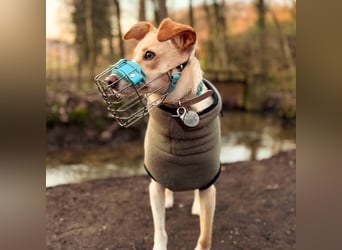 Monty - sucht Nähe bei vertrauten Menschen