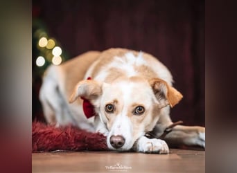 Monty - sucht Nähe bei vertrauten Menschen