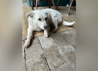 Mudi-Mix MILKY sucht eine aktive Familie...