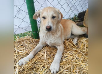 Verspielte LAICA sucht ihre Familie!