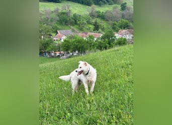 Mudi-Mix MILKY sucht eine aktive Familie...