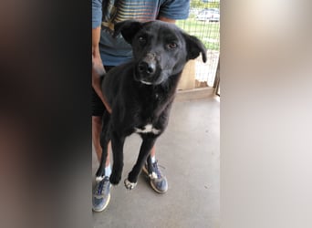 KARA mit dem goldenen Herz sucht ihre Familie!