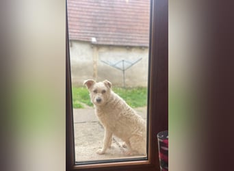 Mudi-Mix MILKY sucht eine aktive Familie...