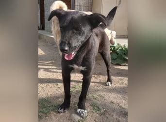 KARA mit dem goldenen Herz sucht ihre Familie!