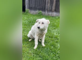 Mudi-Mix MILKY sucht eine aktive Familie...