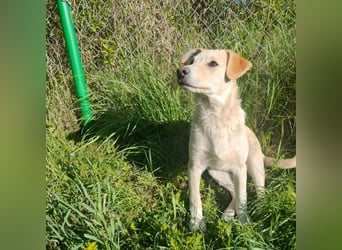 Verspielte LAICA sucht ihre Familie!