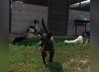 KARA mit dem goldenen Herz sucht ihre Familie!
