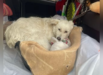 Mudi-Mix MILKY sucht eine aktive Familie...
