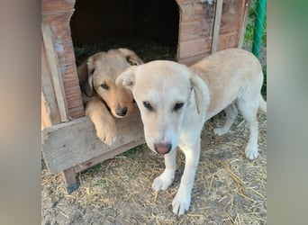 Verspielte LAICA sucht ihre Familie!