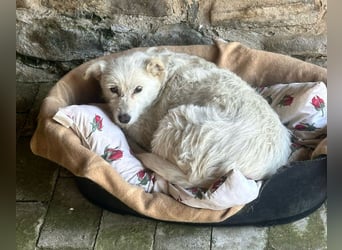 Mudi-Mix MILKY sucht eine aktive Familie...