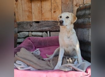 Verspielte LAICA sucht ihre Familie!