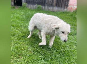 Mudi-Mix MILKY sucht eine aktive Familie...