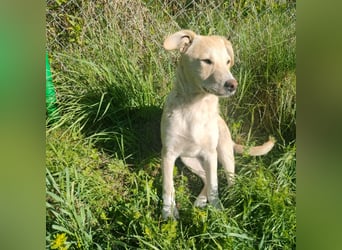 Verspielte LAICA sucht ihre Familie!