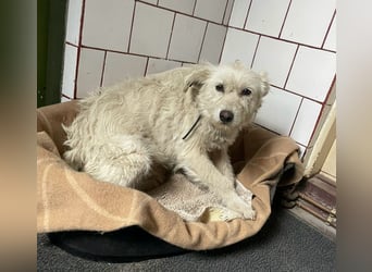 Mudi-Mix MILKY sucht eine aktive Familie...