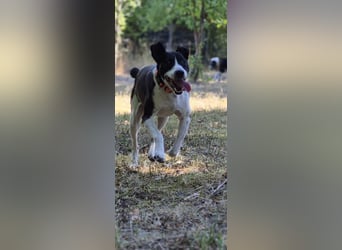 Jack - kleiner Pirat auf vier Pfoten
