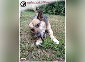 Liebevolles Zuhause für immer gesucht für unsere Traumhündin LUNA