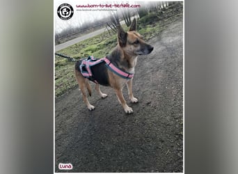 Liebevolles Zuhause für immer gesucht für unsere Traumhündin LUNA