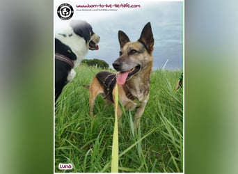 Liebevolles Zuhause für immer gesucht für unsere Traumhündin LUNA
