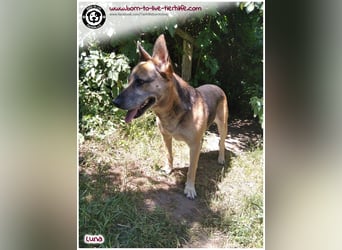 Liebevolles Zuhause für immer gesucht für unsere Traumhündin LUNA